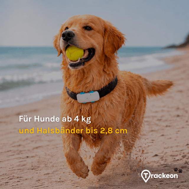 GPS-Tracker für kleine Hunde: So prüfst du die Passform