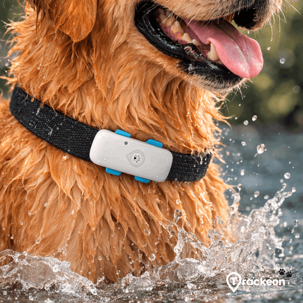 AirTag für Hunde oder 4G-GPS-Hundetracker: Was ist besser?