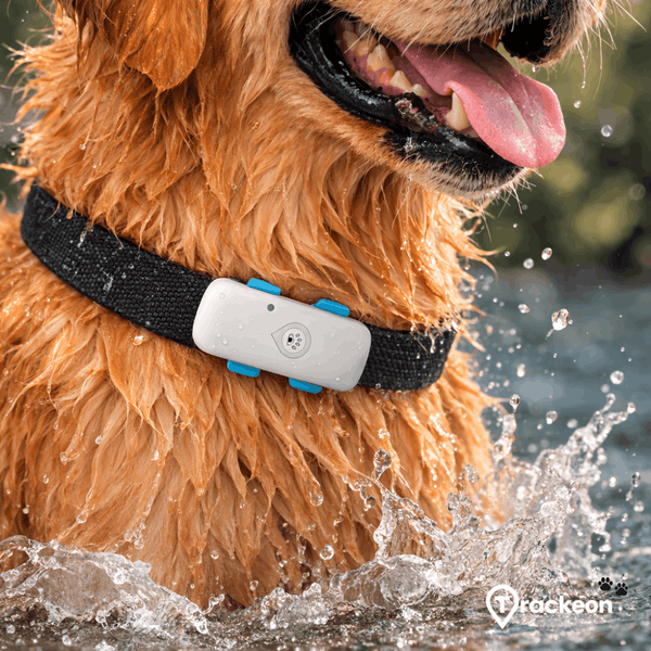 AirTag für Hunde oder 4G-GPS-Hundetracker: Was ist besser?