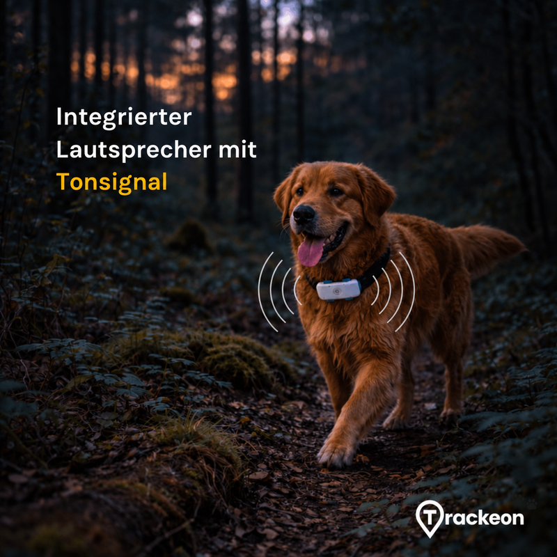 Hund im Wald mit GPS-Tracker und integriertem Lautsprecher für ein Tonsignal.
