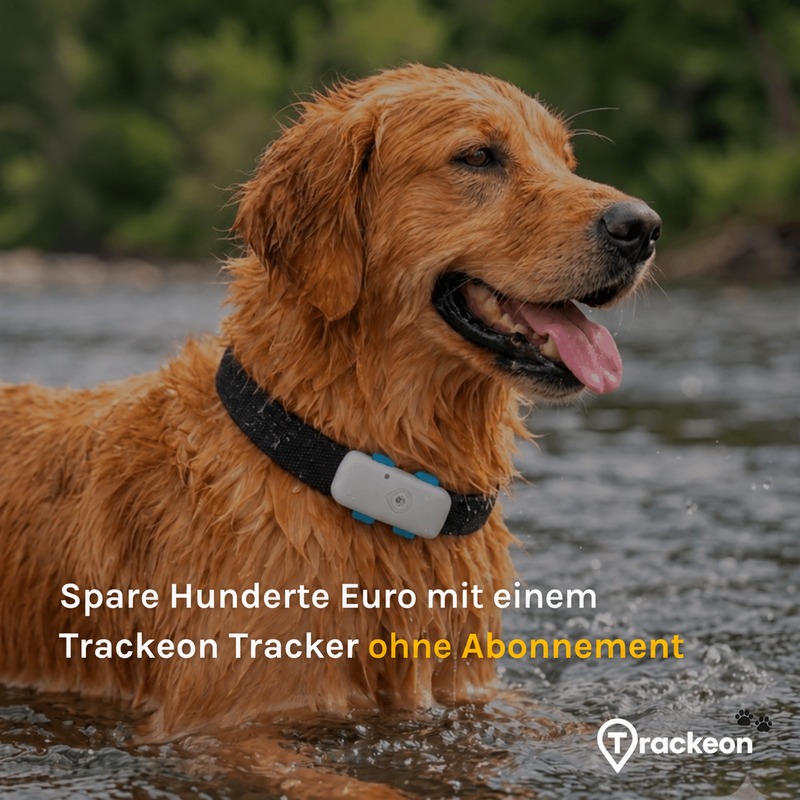Hund mit Trackeon GPS-Tracker im Wasser und Hinweis auf Ortung ohne Abonnement.