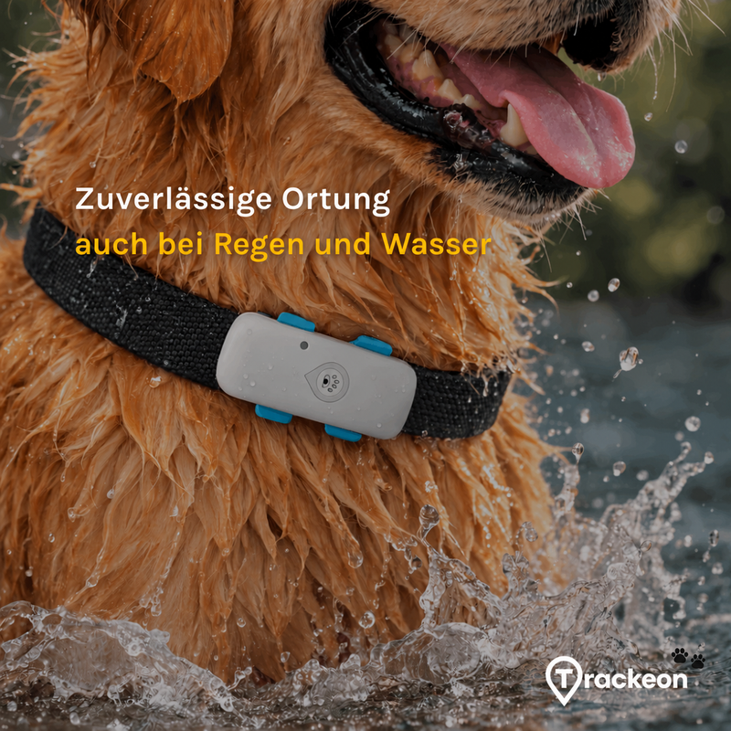Trackeon Hundetracker am Halsband bei Regen und Wasser.